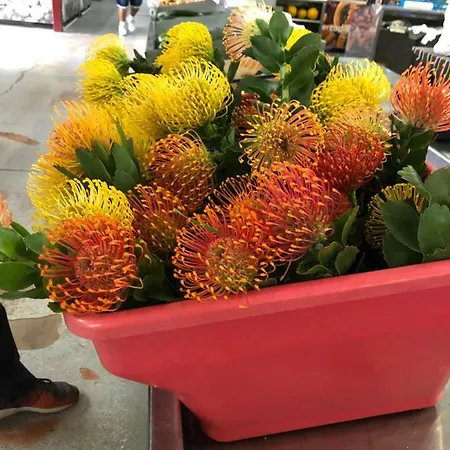 Estacion Camacho Tacoronte